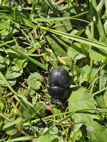 Woodland Dor Beetle