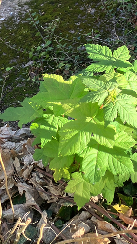 sycamore maple