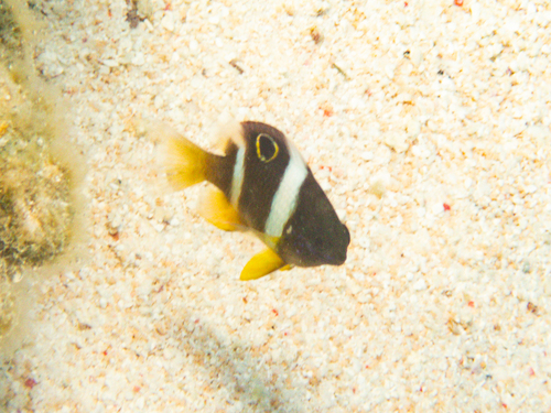 Dischistodus pseudochrysopoecilus observed 2026-09-24