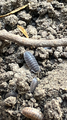 Common Rough Woodlouse