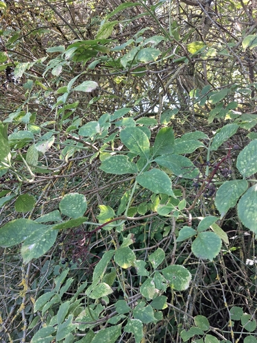 European black elderberry