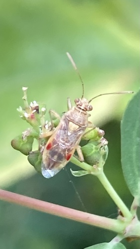 Hyaline Grass Bug