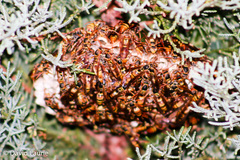 Polistes humilis synoecus
