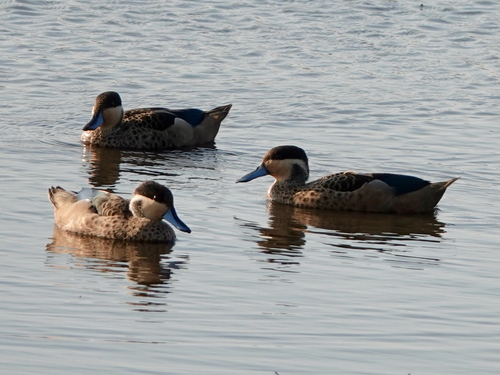 iNaturalist image