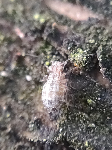 Cerobasis guestfalica