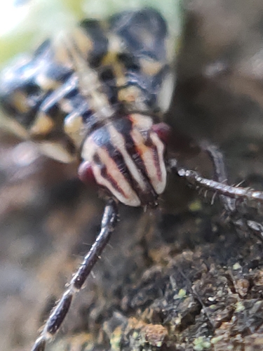 Parent Bug