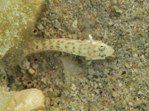 Parapercis clathrata observed 2026-09-24