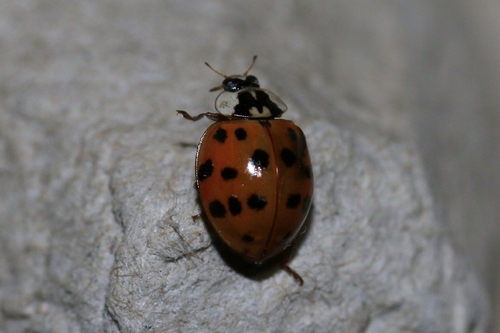 Asian Lady Beetle