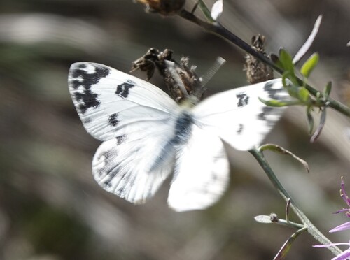 Eastern Bath White