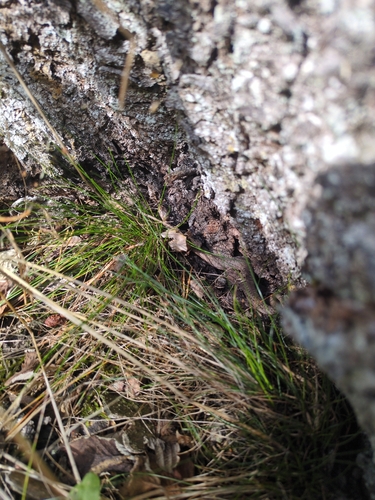 Adder