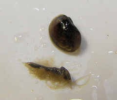 Cyzicus