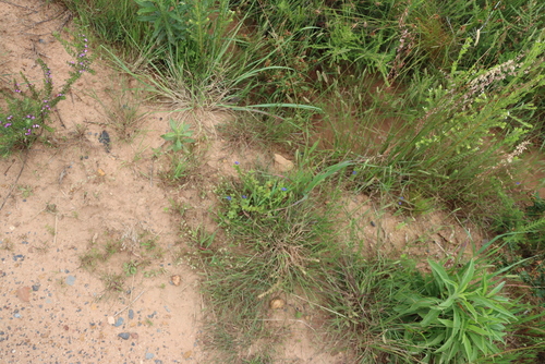 Lysimachia loeflingii, photograph 5