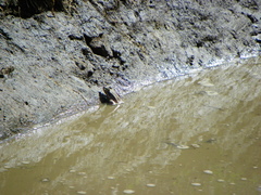 Cyzicus