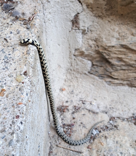Ladder Snake