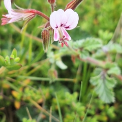 Pelargonium candicans