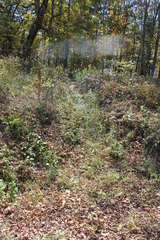 Cyzicus