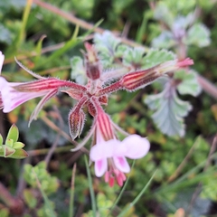 (c) Adele SL, some rights reserved (CC BY) Pelargonium candicans, photograph (c) Adele SL, some rights reserved (CC BY)