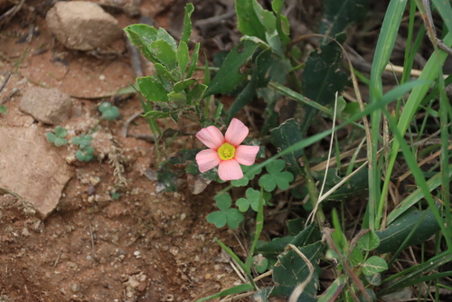 Oxalis obtusa