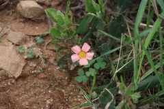 Oxalis obtusa
