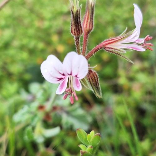 Pelargonium candicans, photograph 2