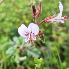 (c) Adele SL, some rights reserved (CC BY) Pelargonium candicans, photograph (c) Adele SL, some rights reserved (CC BY)