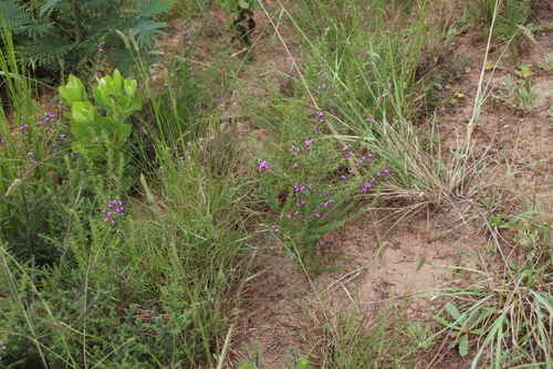 Muraltia heisteria