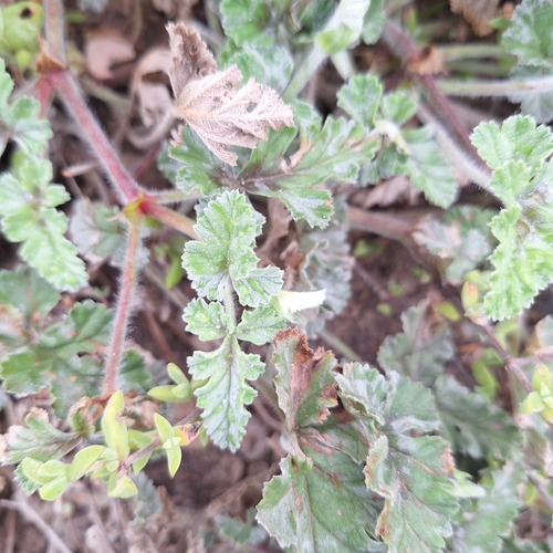 Pelargonium candicans, photograph 3