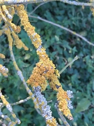 Common Sunburst Lichen