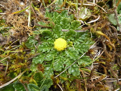 Senecio repens