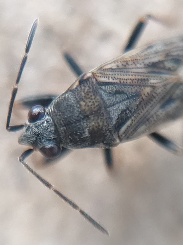 Peritrechus gracilicornis