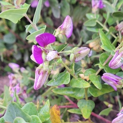 Polygala fruticosa