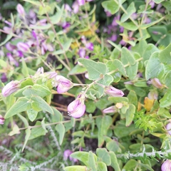 Polygala fruticosa, photograph (c) Adele SL, some rights reserved (CC BY)