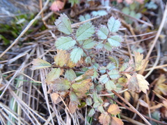 Acaena caesiiglauca