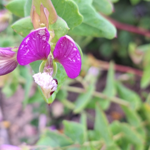 Polygala fruticosa, photograph 2