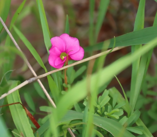 Oxalis glabra