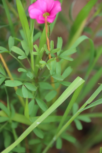 Oxalis glabra, photograph 1