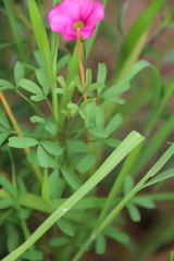 Oxalis glabra, photograph (c) Tony Rebelo, some rights reserved (CC BY-SA)