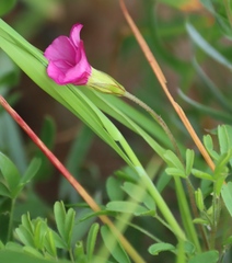 Oxalis glabra, photograph (c) Tony Rebelo, some rights reserved (CC BY-SA)