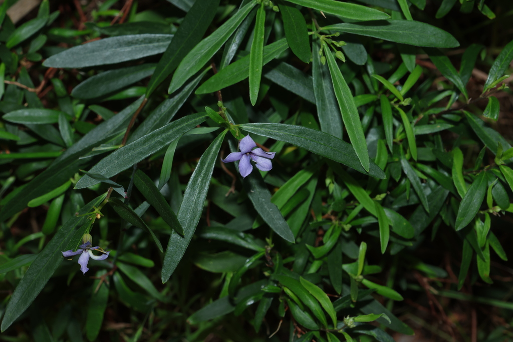 Billardiera cymosa; photograph (c) Greg Tasney, some rights reserved (CC BY-SA)