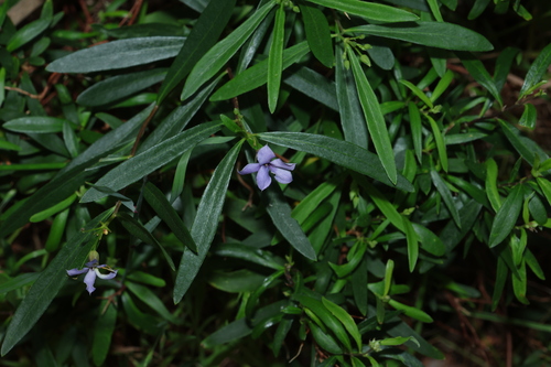 Billardiera cymosa