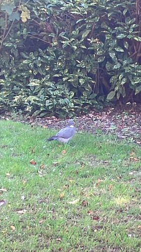 Common Wood-Pigeon