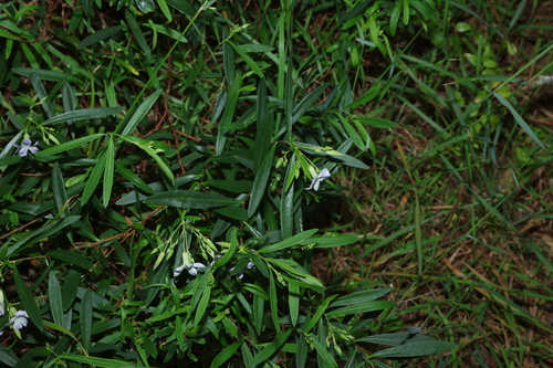 Billardiera cymosa, photograph 1
