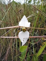 Dalechampia caperonioides