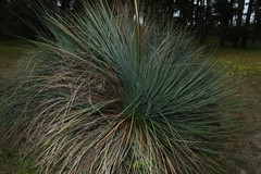 Xanthorrhoea semiplana