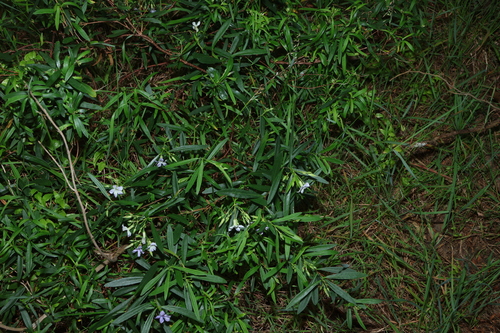 Billardiera cymosa, photograph 2