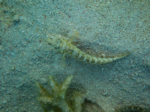 Parapercis australis observed 2026-09-25