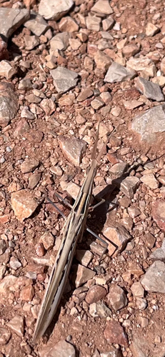 Mediterranean Slant-faced Grasshopper