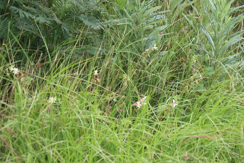 Pelargonium elongatum