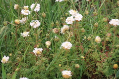 Ursinia anthemoides