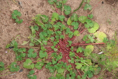 Pelargonium grossularioides